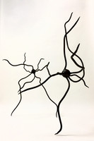 Neurones