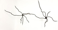 Neurones