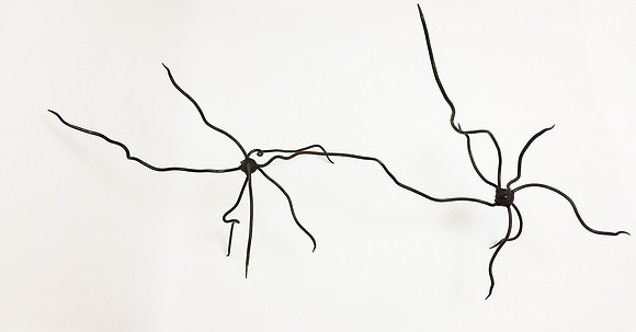 Neurones
